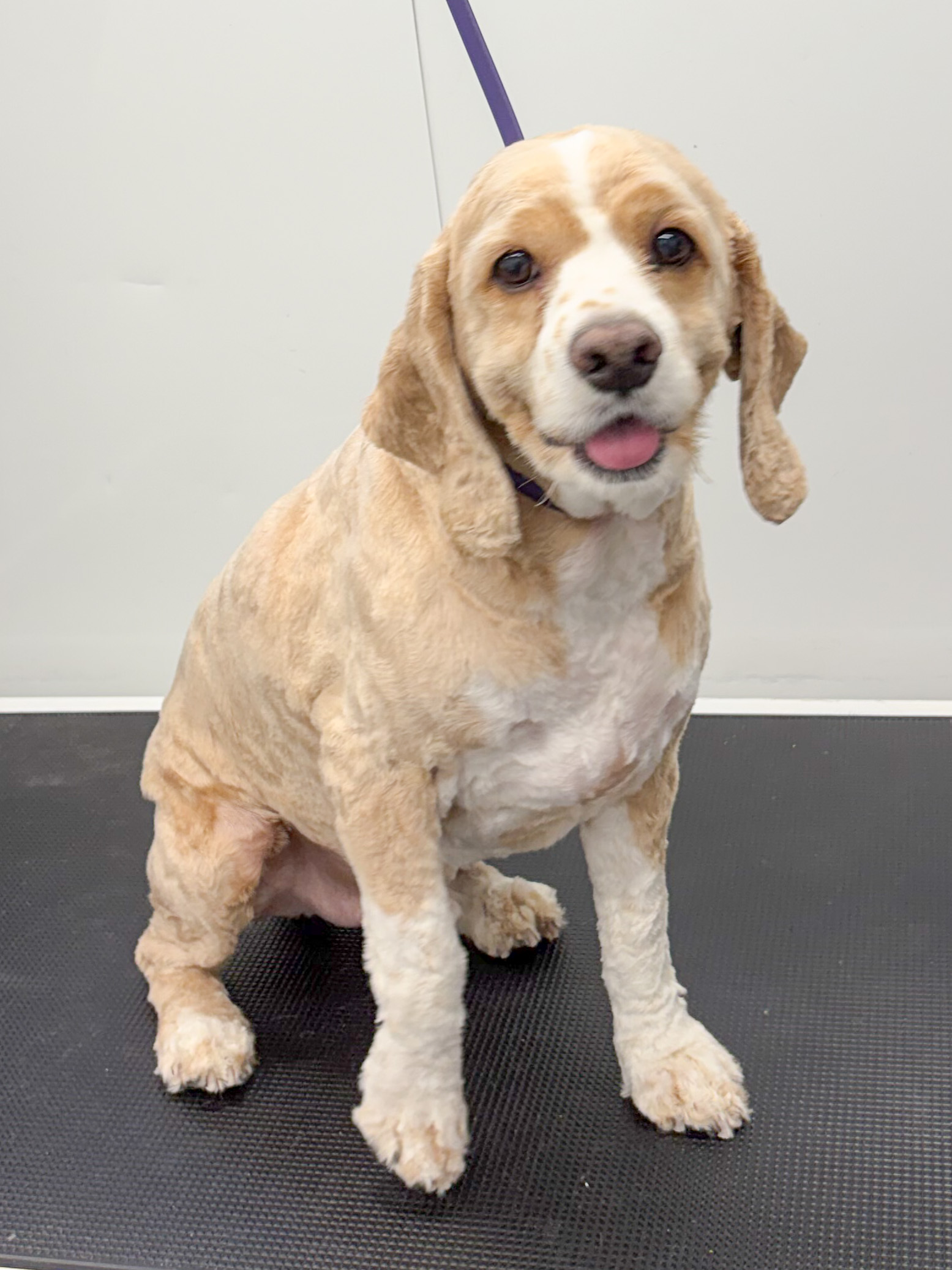 Bath, dry & haircut — after