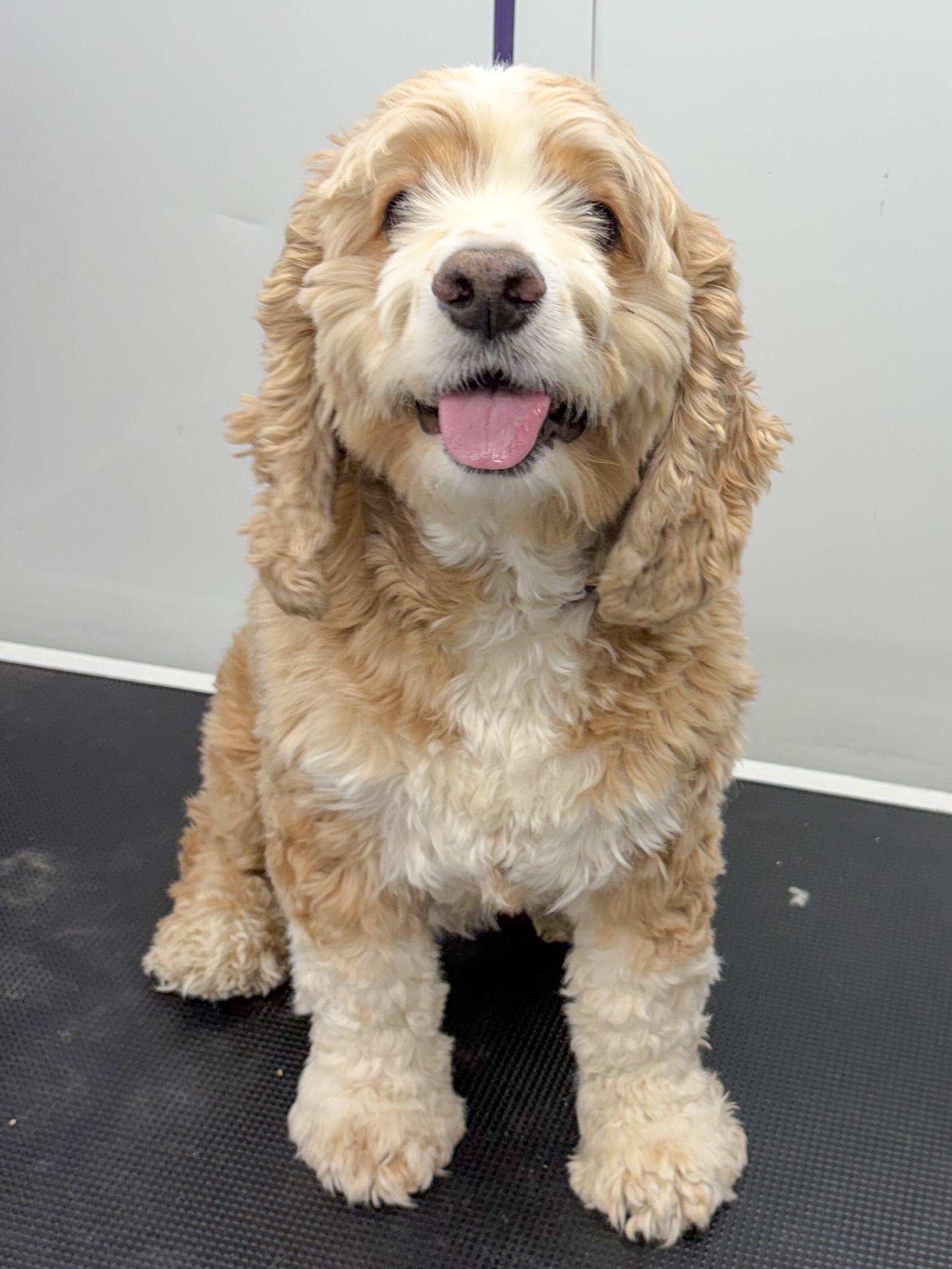 Bath, dry & haircut — before